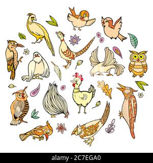 Hand gezeichnet Vektor verschiedene Vögel gesetzt Stock Vektor