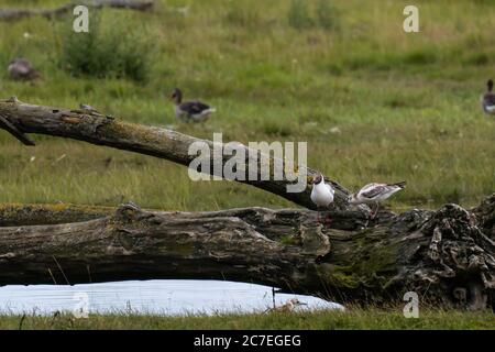 Eine Gruppe von Vögeln, die sich in den grünen Feuchtgebieten entspannen Stockfoto