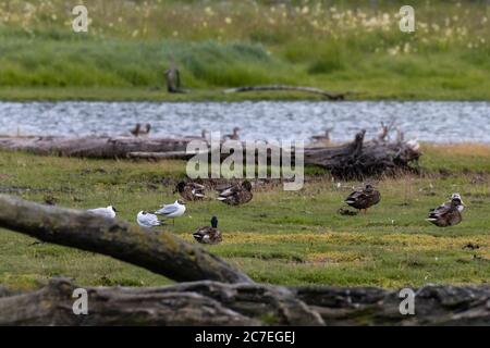 Eine Gruppe von Vögeln, die sich in den grünen Feuchtgebieten entspannen Stockfoto
