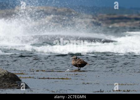 Eine weibliche Ente, die auf einem Felsen im Meer ruht Als eine riesige Welle hinter ihr zusammenbricht Stockfoto