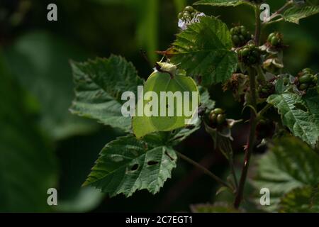 Gemeiner Schwefel Schmetterling sitzt auf einem Blatt in der warmen Sommersonne Stockfoto