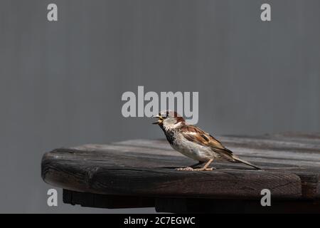 Ein männlicher Sperling singt, während er draußen auf einem Tisch steht