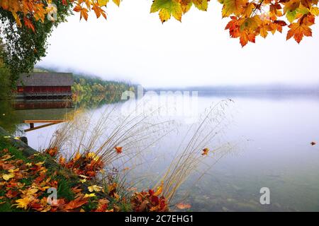 Nebliger Morgen am Altausseer See. Neblige Herbstszene am Morgen.Gelbe Ahornblätter. Lage: Resort Altausseer See, Liezen Bezirk S Stockfoto