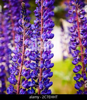 Lila Lupine blüht in Ushuaia, Argentinien, Patagonien, Südamerika Stockfoto