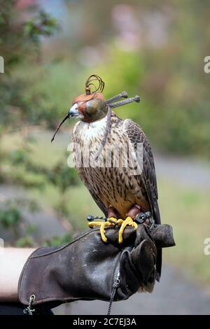 Gefangener Rüde Shaheen Falcon (Falco peregrinus babylonicus) Stockfoto