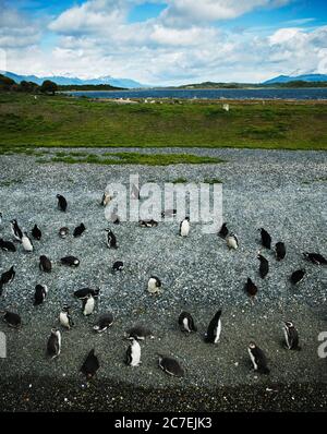 Pinguine auf einer Insel am Beagle-Kanal, Ushuaia, Argentinien, Patagonien, Südamerika Stockfoto