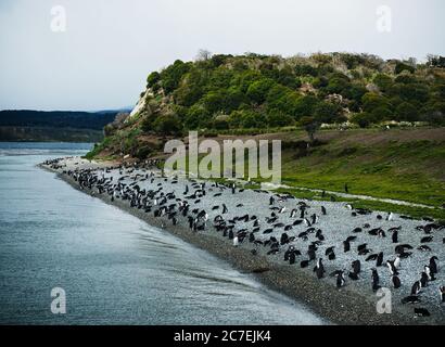 Pinguine auf einer Insel am Beagle-Kanal, Ushuaia, Argentinien, Patagonien, Südamerika Stockfoto