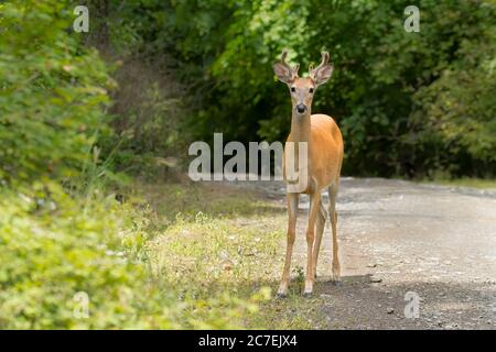 Ein weißer Schwanzbock mit samtbedeckten Geweihen in Nord-Idaho. Stockfoto