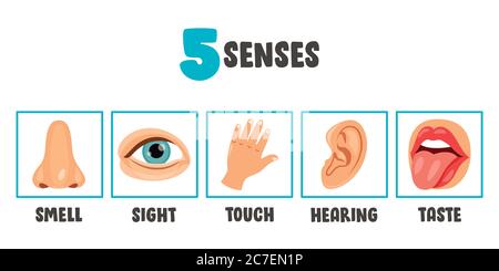 Fünf Sinne Konzept Mit Menschlichen Organen Stock Vektor