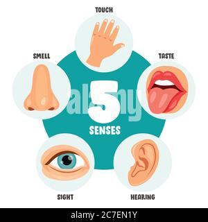 Fünf Sinne Konzept Mit Menschlichen Organen Stock Vektor