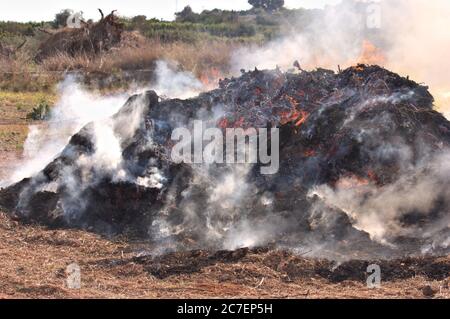 Lagerfeuer, die für die Zerstörung von Stoppeln in der Landwirtschaft produziert werden, können im Sommer gefährliche Brände verursachen Stockfoto