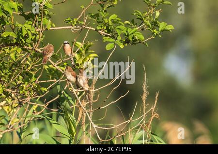 Ein männlicher Rotrückenwürger mit seinen Jungen an Ästen eines Busches Stockfoto