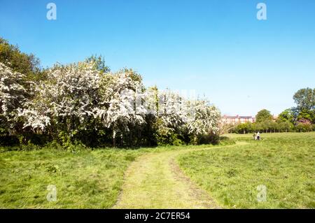 Rosa moschata Common Hawthorn in voller Blüte im Frühjahr ein Laubbaum, hat dichtes Wachstum und ist in der scharfen Dornen Ideal für Hecken abgedeckt Stockfoto