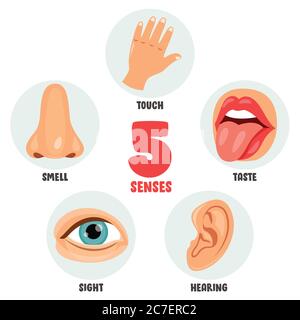 Fünf Sinne Konzept Mit Menschlichen Organen Stock Vektor