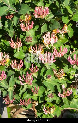 Wild Honeysuckle Lonicera periclymenum Holzfäller mit Knospen und Blumen EINE Laub mehrjährige Kletterer, die im Sommer blüht ist voll winterhart Stockfoto