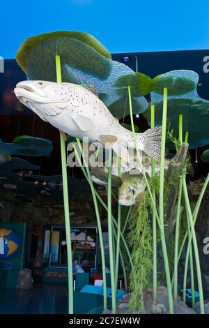 Fischausstellung, Diamond Valley Lake Visitor Center, Riverside County, Stadt Hemet, Kalifornien, USA Stockfoto