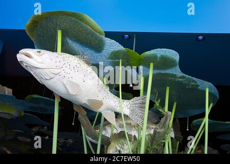 Fischausstellung, Diamond Valley Lake Visitor Center, Riverside County, Stadt Hemet, Kalifornien, USA Stockfoto