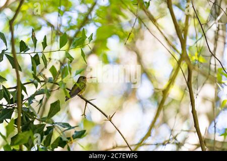 Kolibri auf einem Ast ruht Stockfoto