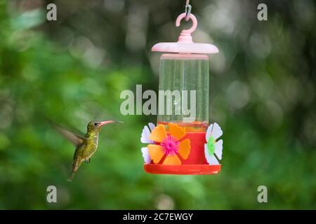 Kolibri fliegen und trinken Zuckerwasser Stockfoto