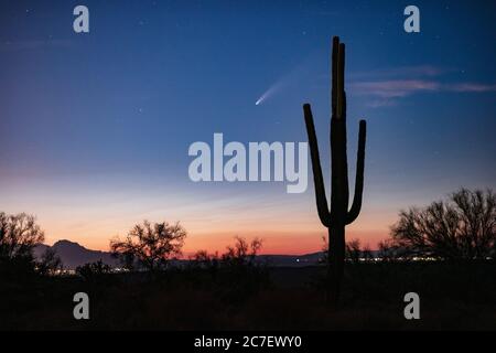 Malerische Wüstenlandschaft mit Komet Neowise hinter einem Saguaro Kaktus und Sonnenuntergang Himmel in der Nähe von Phoenix, Arizona Stockfoto