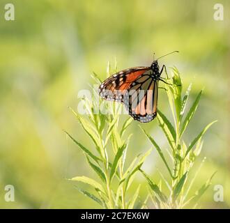 Ein Monarchschmetterling auf einer grünen Pflanze mit weichem grünem Hintergrund Stockfoto