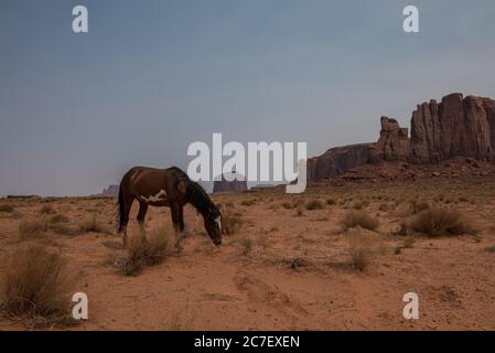 Horizontale Aufnahme eines braunen Pferdes im Monument Valley, zur Zeit der Weide während des Tages Stockfoto