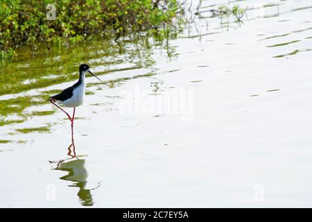 Ein Hawaiian Slip, Himantopus mexicanus knudseni, waten in einer Mündung auf Maui, Hawaii. Eine bedrohte Art. Stockfoto