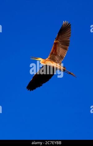Fliegender Reiher. Natürlicher Hintergrund. Vogel: Purpurreiher. Ardea purpurea. Stockfoto