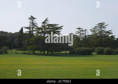 Grasfeld mit Bäumen und einem bewölkten Himmel in der Hintergrund Stockfoto