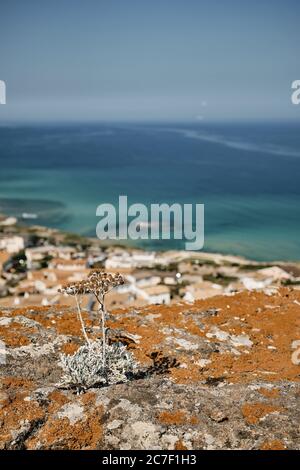 Vertikale Aufnahme von Pflanzen auf der Klippe mit einem verschwommen Meer im Hintergrund Stockfoto