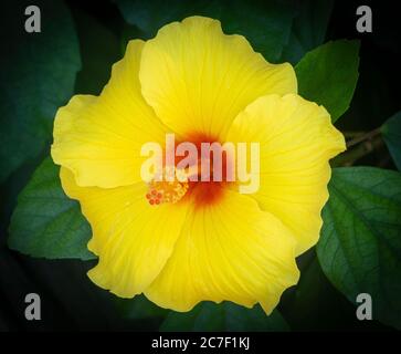 Hawaiianischer Hibiskus Calgary Zoo Alberta Stockfoto