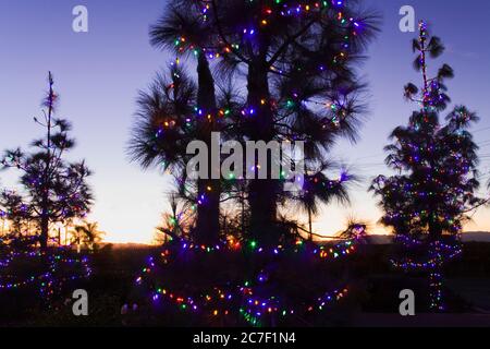 Weihnachten in South Coast Winery, Temecula Valley, Riverside County, Kalifornien, USA, Nordamerika Stockfoto