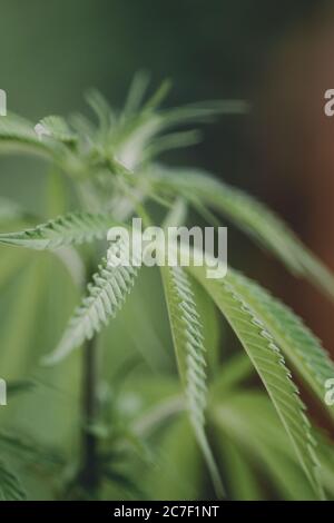 Cannabisblatt junge Pflanze Marihuana grüne Pflanze Nahaufnahme Stockfoto