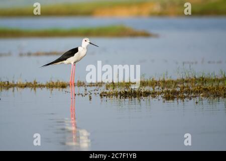 Schwarze geflügelte Stelze (Himantopus himantopus), die um einen See schlendern Stockfoto