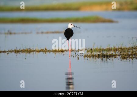 Schwarze geflügelte Stelze (Himantopus himantopus), die um einen See schlendern Stockfoto