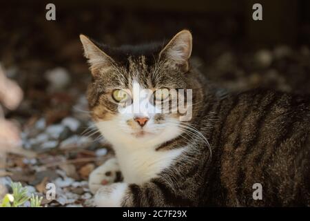 Horizontale Aufnahme einer niedlichen grauen Katze mit weit geöffnet Grüne Augen Stockfoto