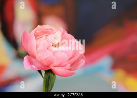 Nahaufnahme einer schönen lila-blühenden Blume auf einer verschwommenen Hintergrund Stockfoto