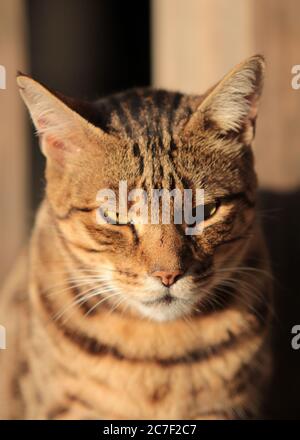 Vertikale Aufnahme einer niedlichen mürrischen Katze während des Tages Stockfoto