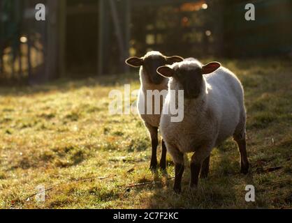 Horizontaler Schuss von zwei Schafen zusammengeruddelt für Wärme und Komfort an einem kalten Morgen auf dem Feld Stockfoto