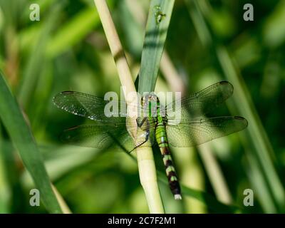 Östlicher Pondhawk, Erythemis simplicicollis, eine häufig vorkommende Libelle im Osten der Vereinigten Staaten Stockfoto