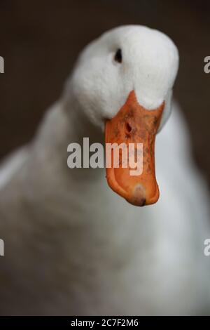 Vertikale Aufnahme einer weißen niedlichen Ente auf einem verschwommen Hintergrund Stockfoto