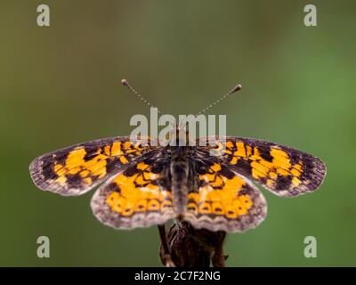 Perlsichelschmetterling, Phyciodes tharos, in einer einheimischen Prärie in Ohio, USA Stockfoto