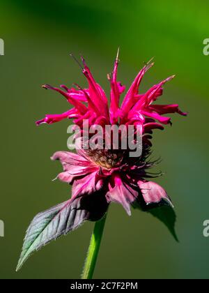 Scharlachrote Bienenblume, Monarda didyma, eine atemberaubende Blume, die Kolibris anzieht Stockfoto