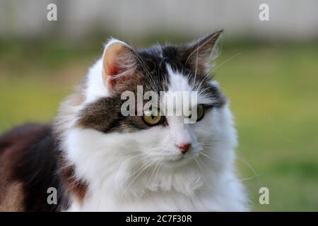 Nahaufnahme eines niedlichen heimischen langhaarigen schwarz-weiß Katze auf einem unscharfen Hintergrund Stockfoto