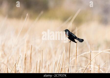 Rote schulterförmige Amsel in Schilf in einem Natur-Studie Gebiet Feuchtgebiet thront Stockfoto