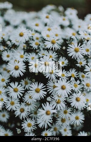 Stapel von Gänseblümchen, die in der Mitte eines Feldes wachsen Sehr nah beieinander, was einen großen Blumenstrauß erzeugt Stockfoto