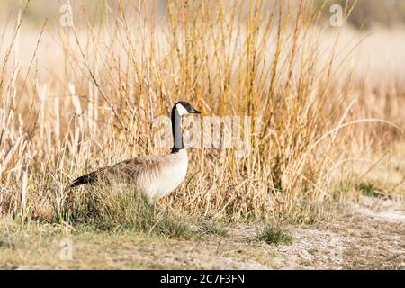 Gänse durch Feuchtgebiete Gräser und Sträucher Stockfoto