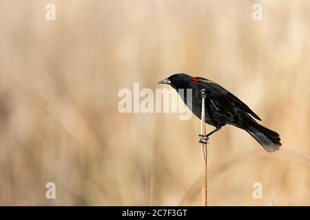 Rote schulterförmige Amsel in Schilf in einem Natur-Studie Gebiet Feuchtgebiet thront Stockfoto