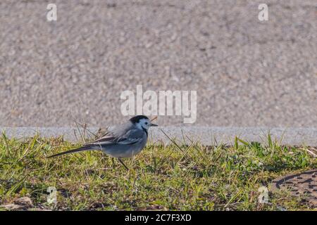 Weiße Bachstelze auf dem Gras im Freien an sonnigen Tagen Motacilla alba Stockfoto