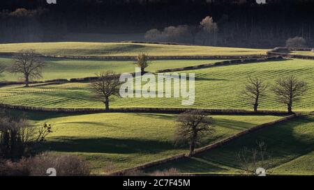 Breite Aufnahme von grasbewachsenen Feldern mit blattlosen Bäumen am Tag Stockfoto